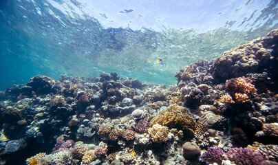 Red Sea | Egypt | Marsa Alam | Hurghada | Scuba | Marine Life | Corals