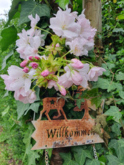 Zierkirschenbl&uuml;te