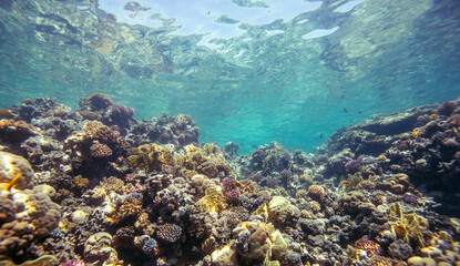 Red Sea | Egypt | Marsa Alam | Hurghada | Scuba | Marine Life | Corals