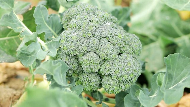 Verdant broccoli plant growing in agricultural field, displaying robust green foliage, representing fresh organic farm produce with nutritional potential