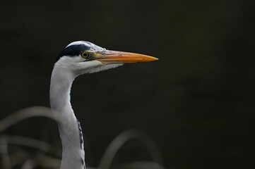 grey heron portrait shot
