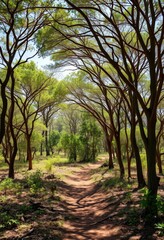 Obraz premium Sparse, sun-dappled Caatinga forest with small Spondias tuberosa trees and scrubby undergrowth, texture, shadow, branches