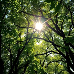 Obraz premium Sunlight dappled leaves on high reaching branches forming a natural archway, nature, calm, above