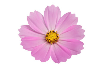 Single Pink Cosmos Flower isolated on white background