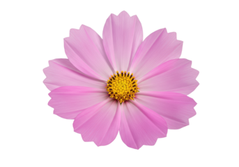 Single Pink Cosmos Flower isolated on white background