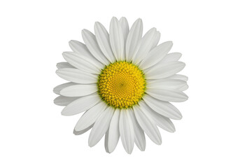Close-up of a daisy isolated on white background