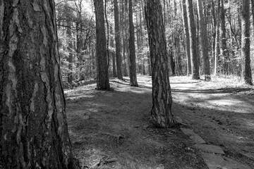 A black and white photograph capturing the timeless beauty of a pine forest