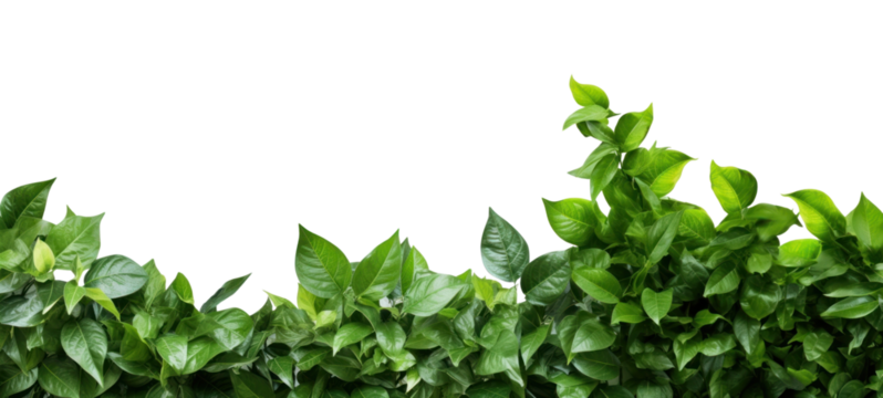 PNG Green leaves backgrounds plant leaf.