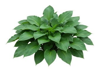 A dense cluster of lush green plants, their vibrant leaves arranged together and isolated on a crisp white background