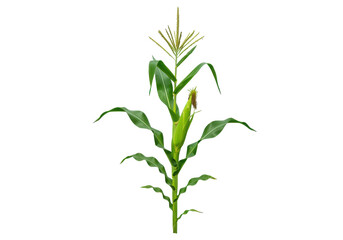A vibrant green corn plant, its tall, slender leaves standing out against a clean white background