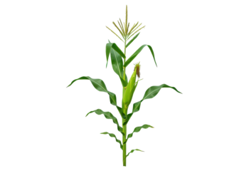 A vibrant green corn plant, its tall, slender leaves standing out against a clean white background