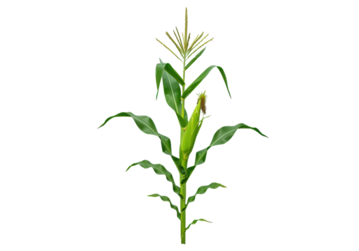 A vibrant green corn plant, its tall, slender leaves standing out against a clean white background