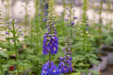 Close-up photo of purple Delphinium elatum flower blooming in spring