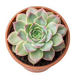 Obraz premium Top view of Echeveria succulent in a terracotta pot.