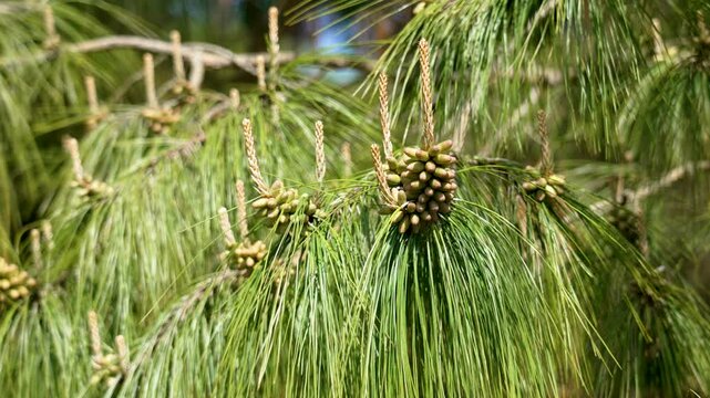 Many male pine cones with pollen on a lush branch of a coniferous evergreen tree. Succulent needles