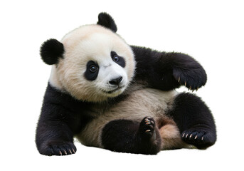 Naklejka premium Cute panda cub, playful pose isolated on white background