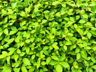 色鮮やかなドウダンツツジ