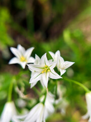 アリウムトリケトラムのアップ