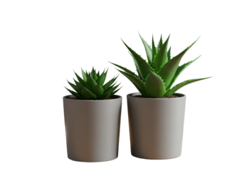 Two succulents in white pots isolated on white background