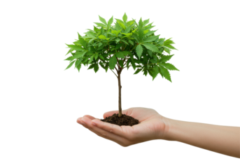 Small tree in cupped hand isolated on white background