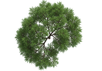 Treetop overhead view isolated on white background