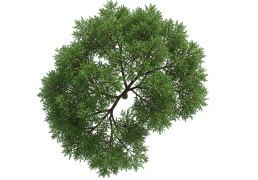 Treetop overhead view isolated on white background