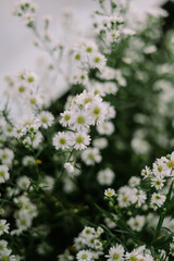Delicate white daisy bush blooms in natural light background
