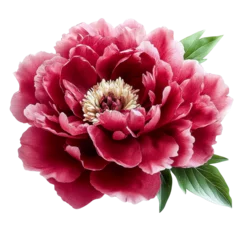 Fotobehang Pioenrozen crimson peony bloom with green leaves  © Le
