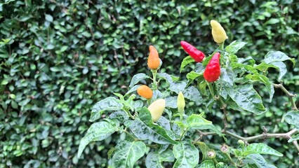 Colorful chili peppers on the vine in various ripening stages from green to orange and vibrant red, close-up on plant with green leaves, showing healthy growth and harvest readiness.