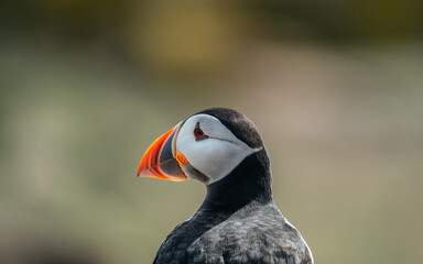 Atlantic Puffin Bird