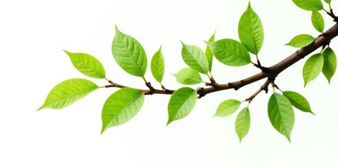 Obraz premium isolated branch with leaves on white background, wood texture, tree