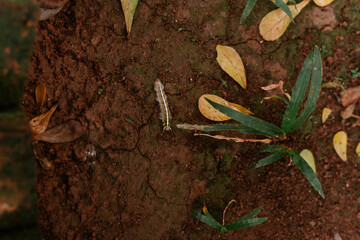 Ground view featuring a caterpillar, leaves, and blades of vibrant grass