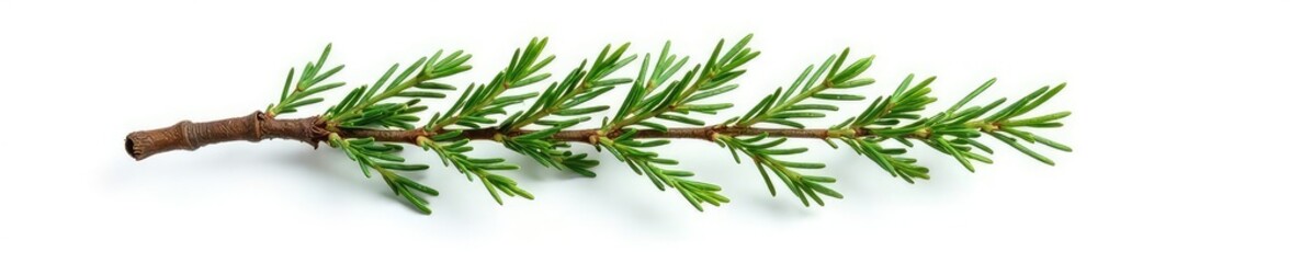 Single cypress tree branch isolated on white background, forest elements, cypress tree, rustic