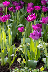 long stem tulips in the garden spring bloom of beautiful flowers