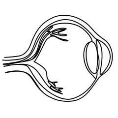 Eye anatomy, eyeball structure in one continuous line art drawing