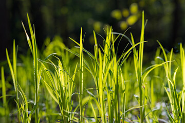 Fresh new young green grass grows in sunlight in spring. Natural background