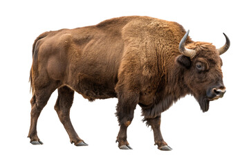 american bison isolated on white background © gfxshakib2023