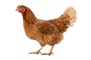 chicken on white background