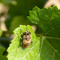 digger bea on the green leaf