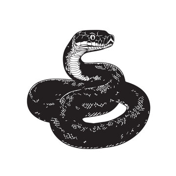 snake drawing, graphics, black and white, minimalism
