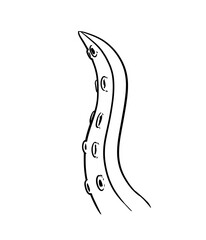 tentacle digital illustration drawing isolated