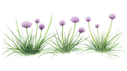 A vibrant display of blooming chive flowers in a lush green garden, with a sunny background enhancing their beauty