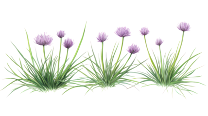 A vibrant display of blooming chive flowers in a lush green garden, with a sunny background enhancing their beauty