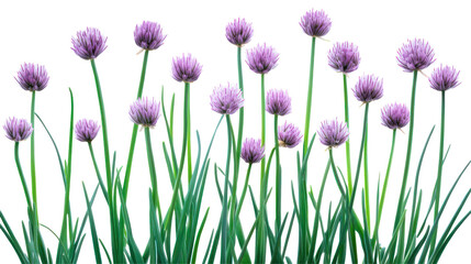 A vibrant display of blooming chive flowers swaying gently in the breeze, set against a clear blue sky backdrop