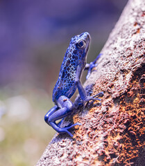 Close-up view of a climbing Dyeing poison dart frog Tumucumaque (Dendrobates tinctorius tumucumaque)