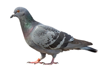 pigeon isolated on white background