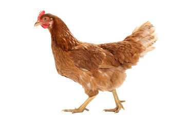 chicken on white background
