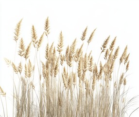 Fototapeta premium Dried grasses, beige tones, detailed stalks