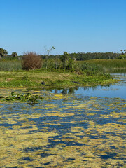 The landscape at the Orlando Wetlands park in Orlando, Florida