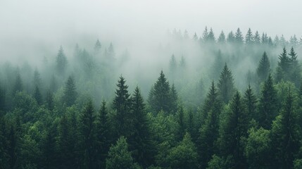 Misty Mountain Forest: A Serene Landscape